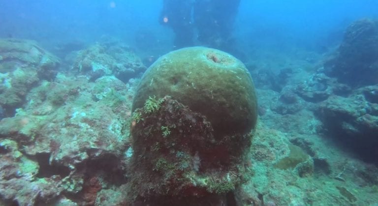 Descubren investigadores del Tecnológico Nacional de México cinco nuevos arrecifes en el Golfo de México