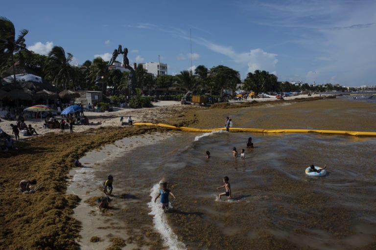 Reportan arribo de sargazo en cinco destinos de Quintana Roo