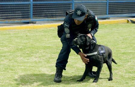 Elementos caninos de la Policía Federal pasaran a la Guardia Nacional