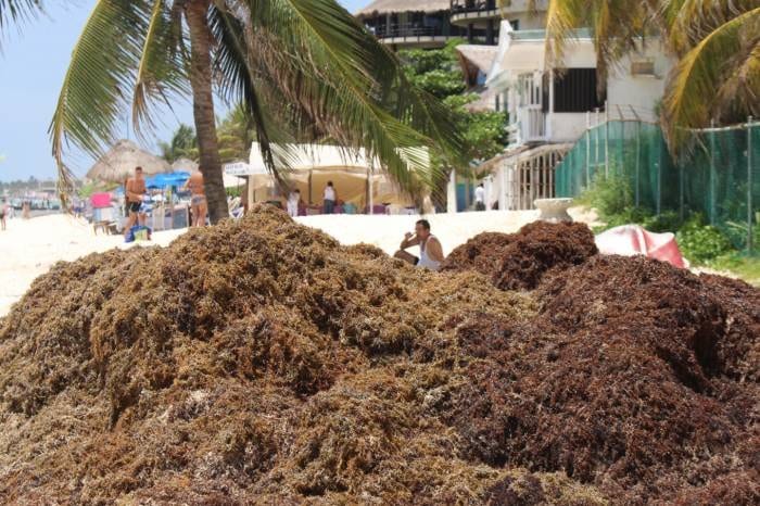 Semar ha recolectado más de 150 toneladas de sargazo en el Caribe Mexicano