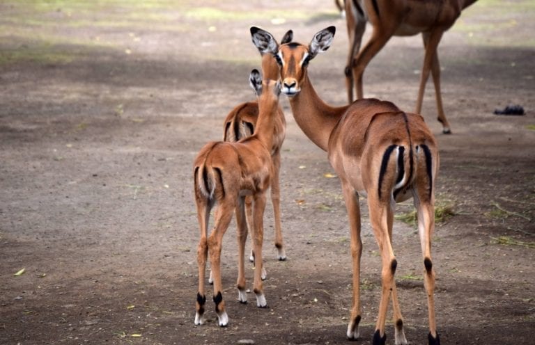 Nacen crías de Impala en Chapultepec