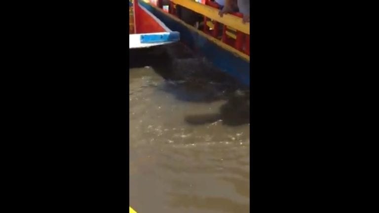 Joven muere ahogado tras caer al canal de Xochimilco