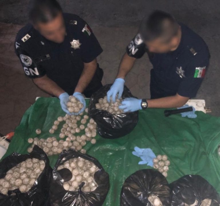 Guardia Nacional recuperó 17 mil 640 huevos de tortuga en Oaxaca