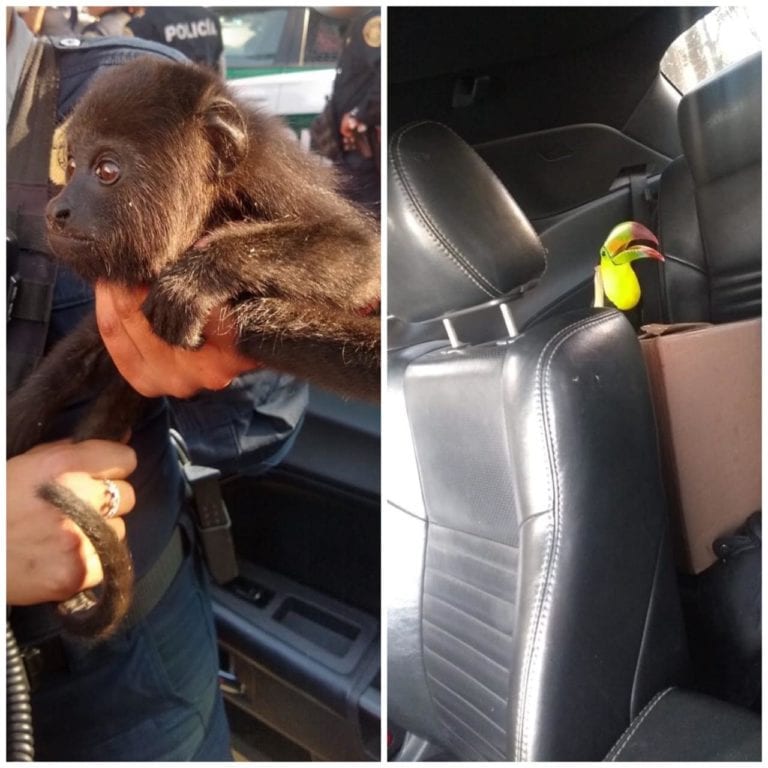 Policías capitalinos recatan dos tucanes y un mono que eran traslados de manera ilegal