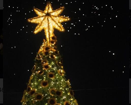Conafor dispone más de 500 mil árboles de Navidad