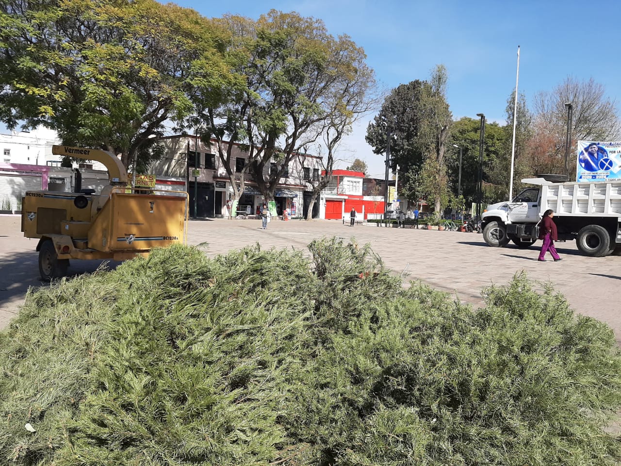 Acopia alcaldía de Xochimilco, arbolitos de Navidad  Noticias