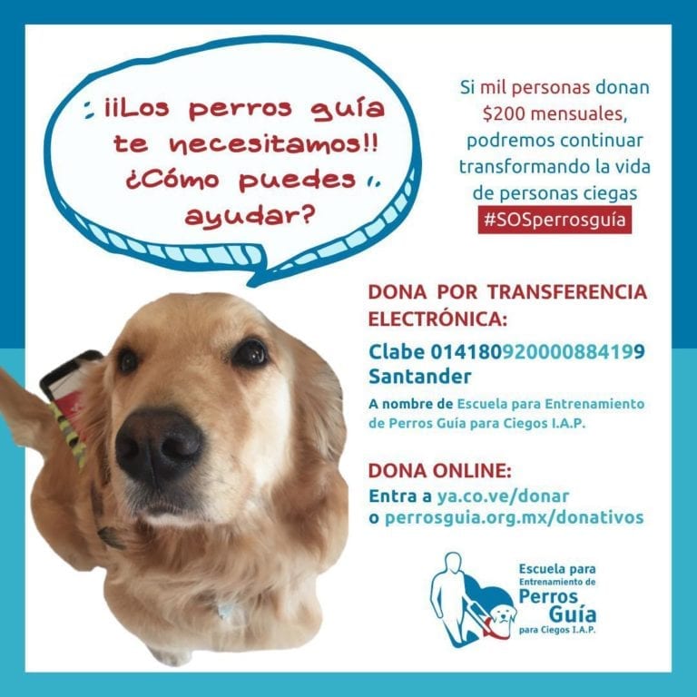 Escuela para Entrenamiento de Perros Guía para Ciegos solicita ayuda de la ciudadanía