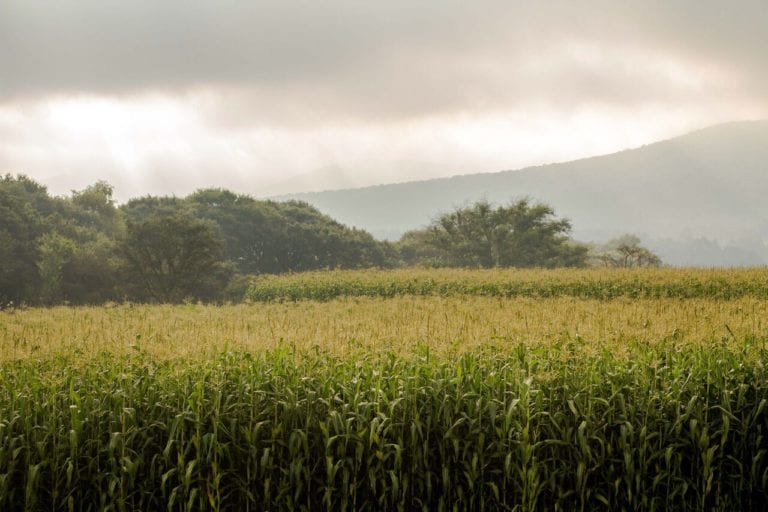 La industria agroalimentaria del país califica como positivo el nuevo decreto en torno al maíz tránsgenico