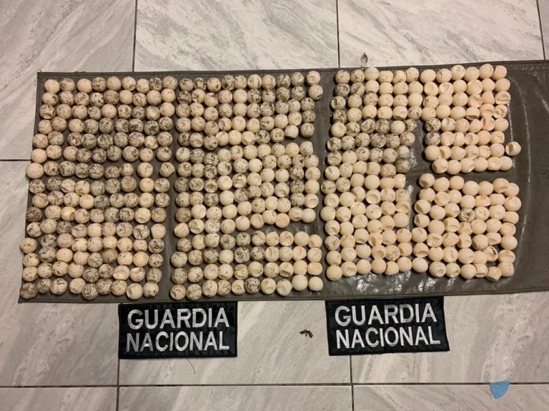 Guardia Nacional aseguró en Oaxaca 474 huevos de tortuga marina
