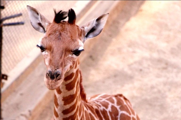 Buscan nombre para la jirafa bebé del Zoológico de Chapultepec