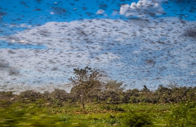 Activa El Salvador un plan de combate contra la plaga de langosta