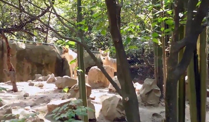Lobos del Zoológico de Chapultepec fueron sometidos a estudios médicos