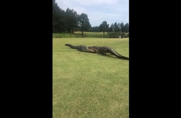 Captan pelea salvaje en un campo de golf