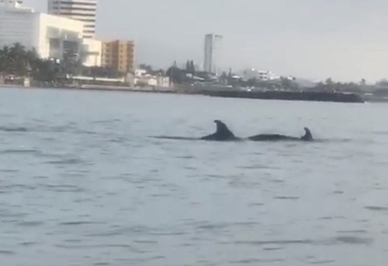 Captan delfines en Veracruz