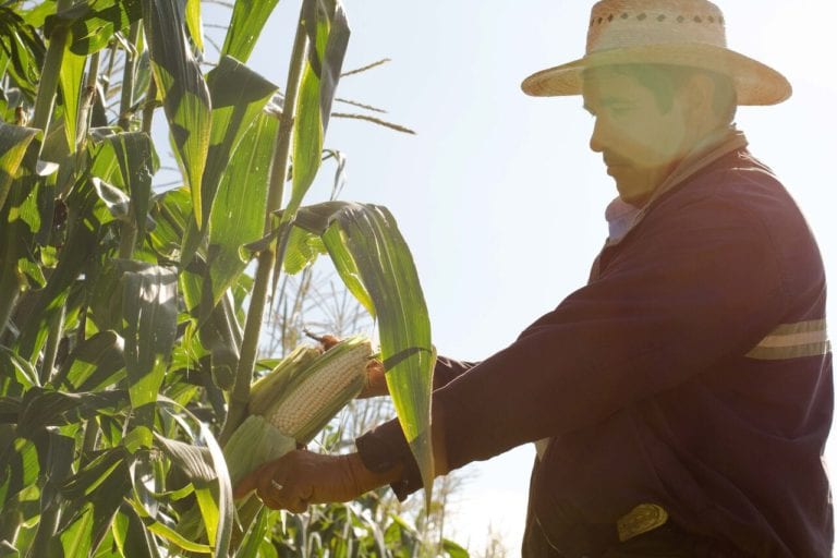 El cambio climático amenaza con cambiar la dieta de los mexicanos, advirtió experto de la UNAM