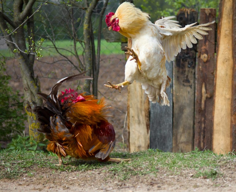 Ayuntamiento de Tianguistengo, Hidalgo declara como patrimonio a las peleas de gallos