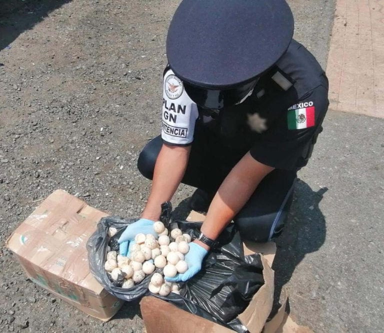 Guardia Nacional recuperó 1,300 huevos de tortuga marina en Oaxaca