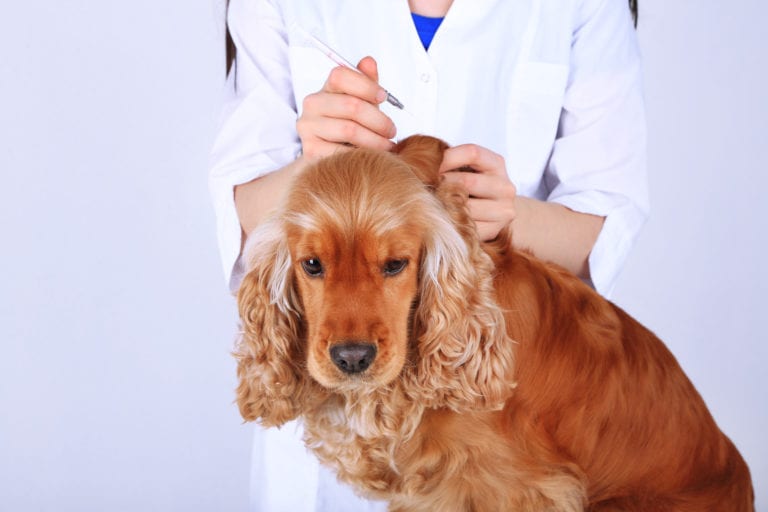 La importancia de las vacunas en los perros