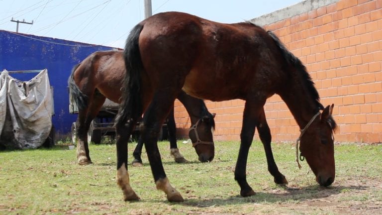 Rescatan Animales Maltratados en Coacalco