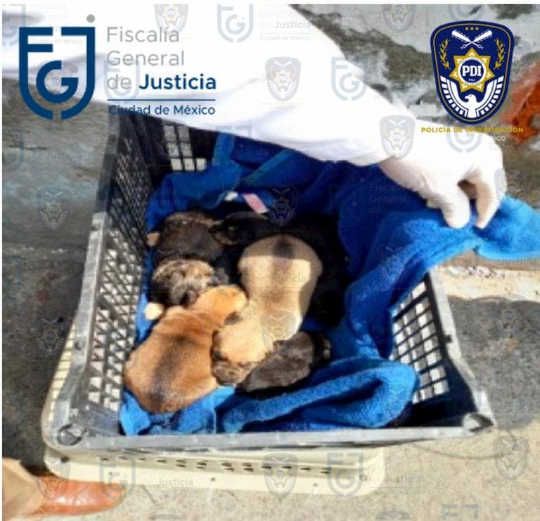 Autoridades rescataron a 27 perros en la colonia Peralvillo