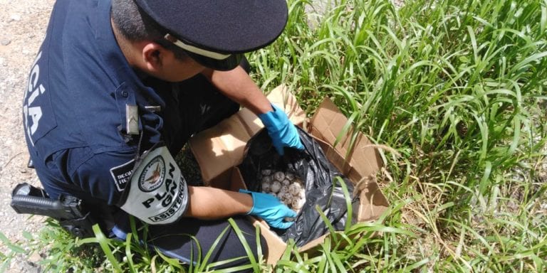 Guardia Nacional recuperó en Oaxaca 405 huevos de tortuga marina