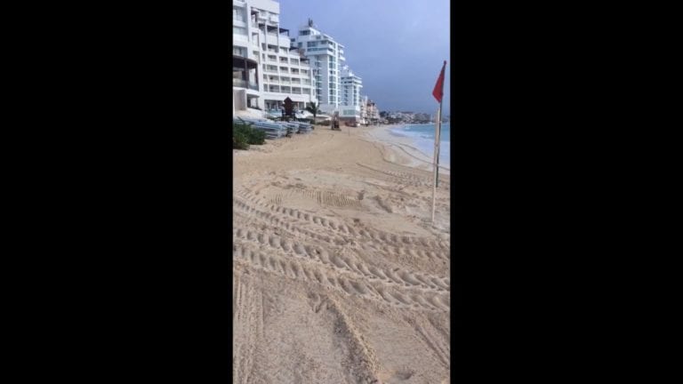 En Quintana Roo, trabajadores aplastaron nidos de tortuga mientras limpiaban la playa