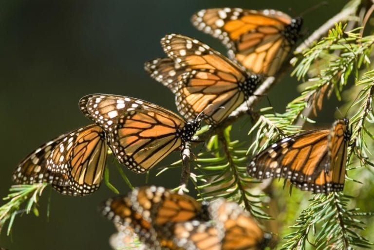 Incluyen a la mariposa monarca en la lista de especies en peligro