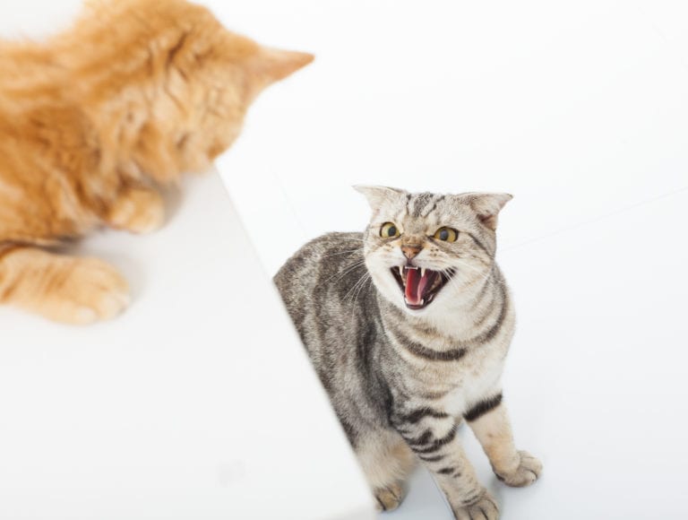 ¿Por qué los gatos tranquilos se vuelven agresivos repentinamente?