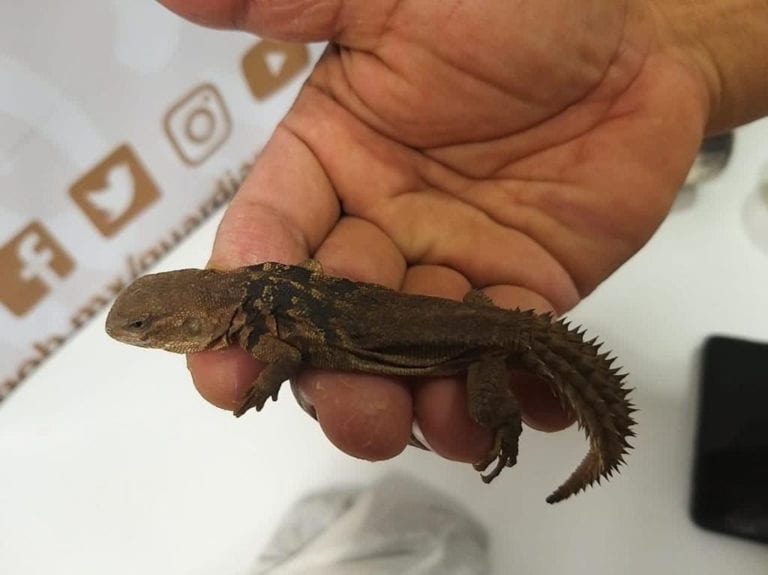 Decomisan 27 reptiles que iban a ser enviados de Yucatán a Tijuana