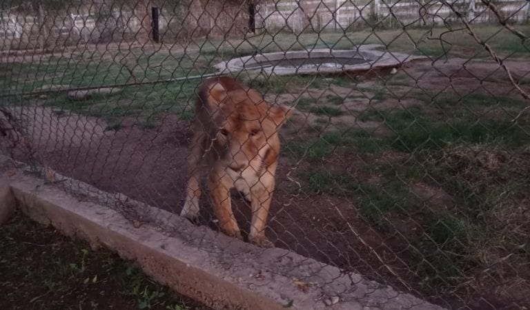 FGR aseguró tres felinos tras cateo en Navojoa, Sonora