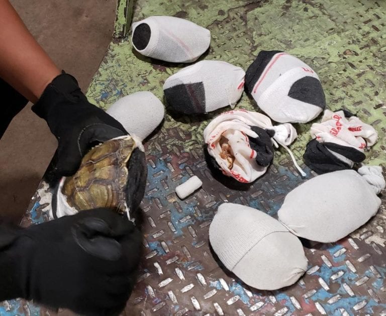 Guardia Nacional recupera tortugas que eran enviadas en calcetas