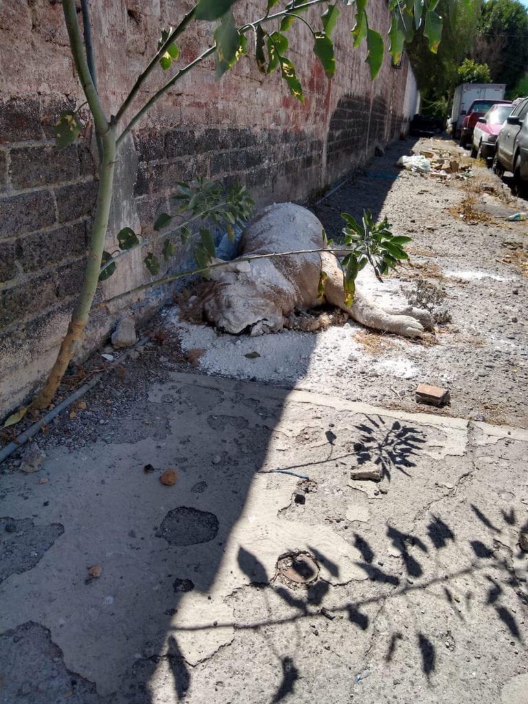 Abandonan cuerpo de un león en calles de Iztapalapa