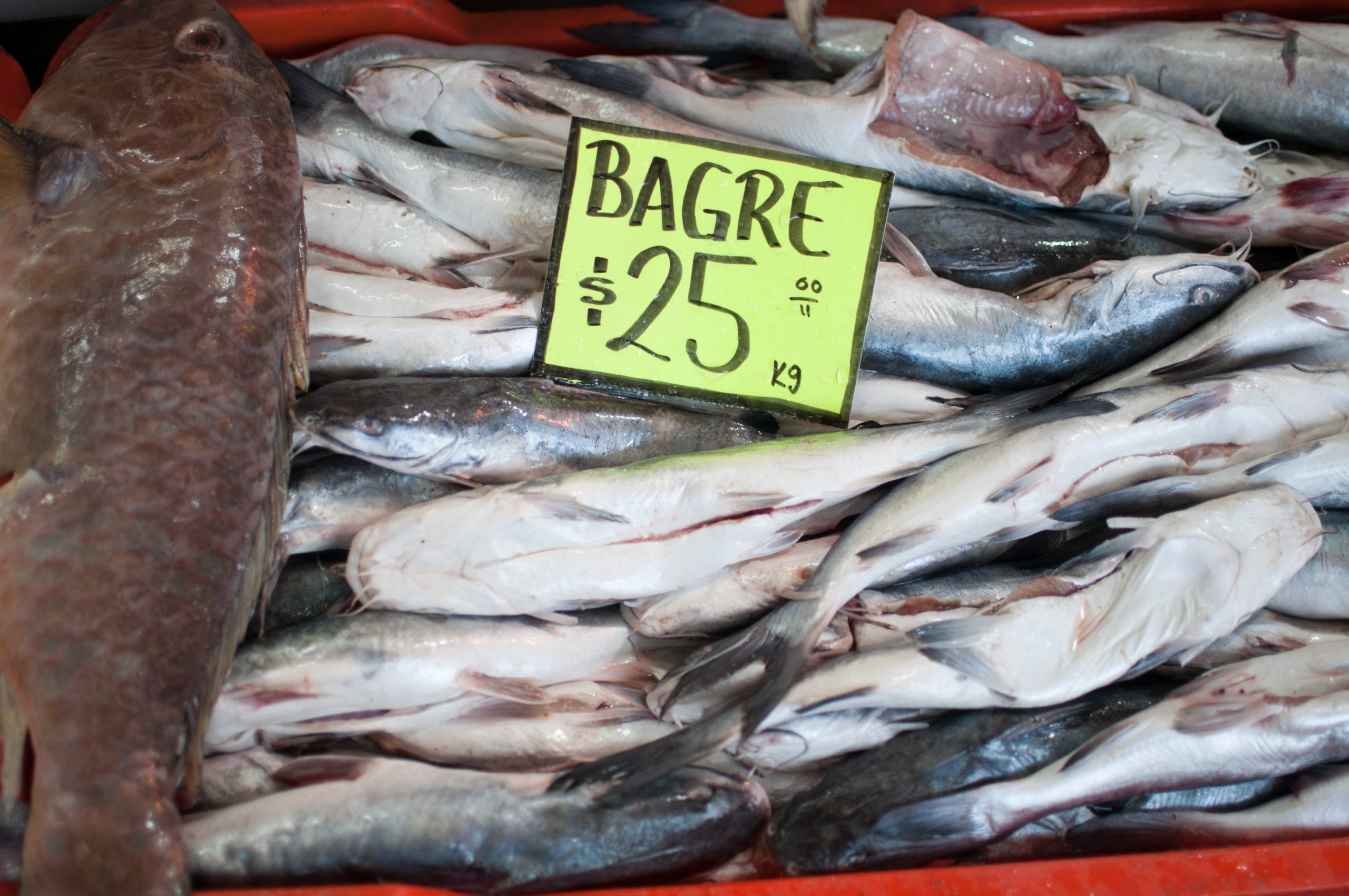 México cuenta con el abasto suficiente de pescados y mariscos para esta  temporada  Noticias