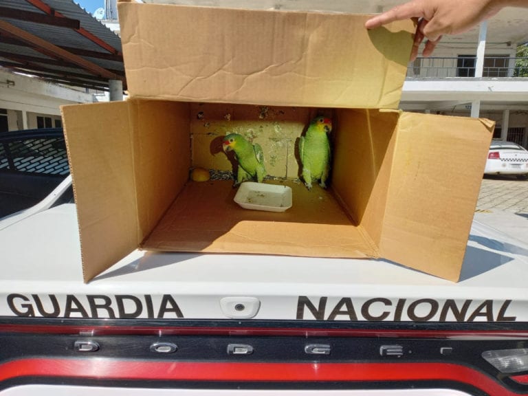 Guardia Nacional recató cinco tortugas y dos loros en Oaxaca