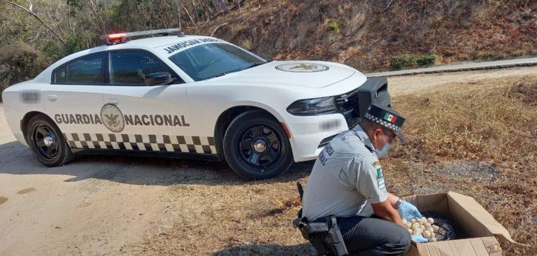 Guardia Nacional decomisó mil 250 huevos de tortuga en Oaxaca