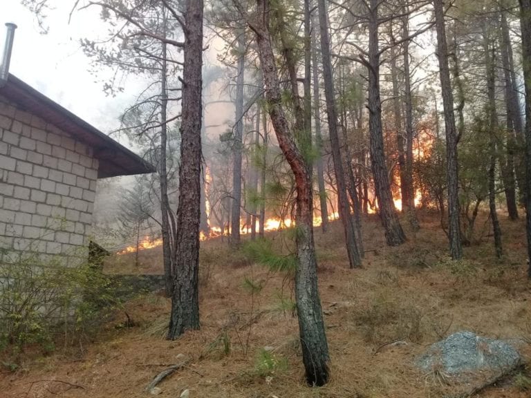 29 incendios forestales están activos en México
