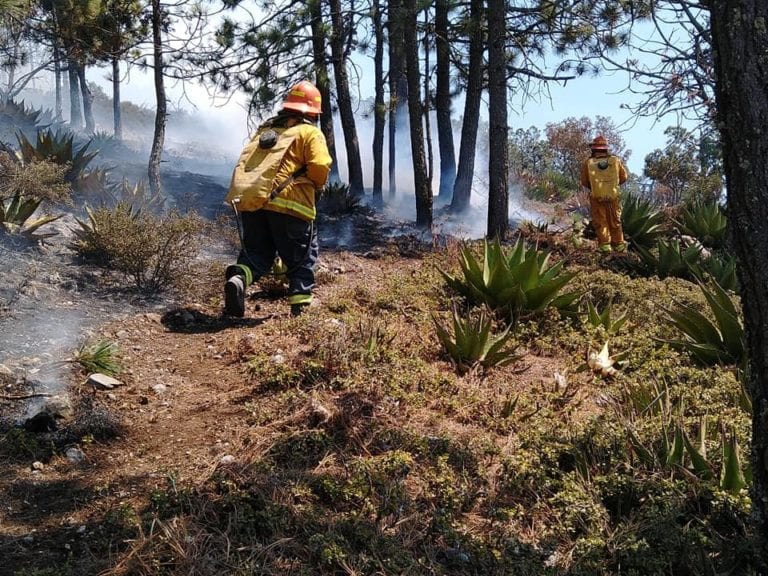 Nuevo León contrata helicópteros para combatir incendio forestal