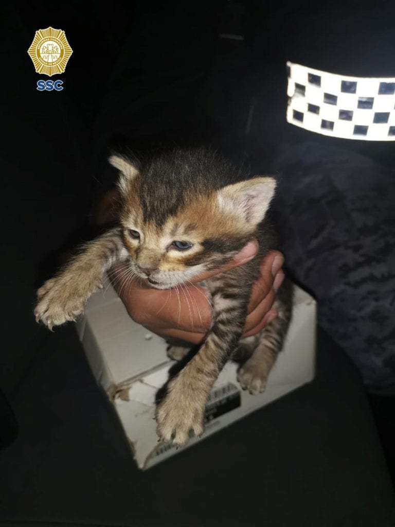 Elementos de la Policía capitalina recataron de una coladera a cuatro gatitos