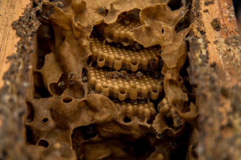 Senadores piden sancionar a los responsables del ecocidio de abejas en Campeche
