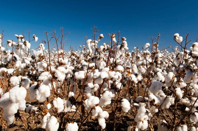 Fabricar y usar ropa de algodón pueden reducir el impacto ambiental, afirma experto Jesse Daystar
