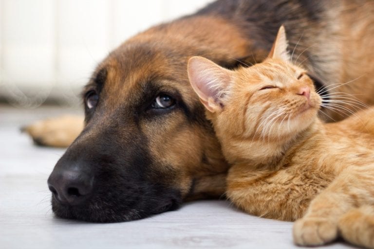 EUA busca voluntarios para resguardar mascotas