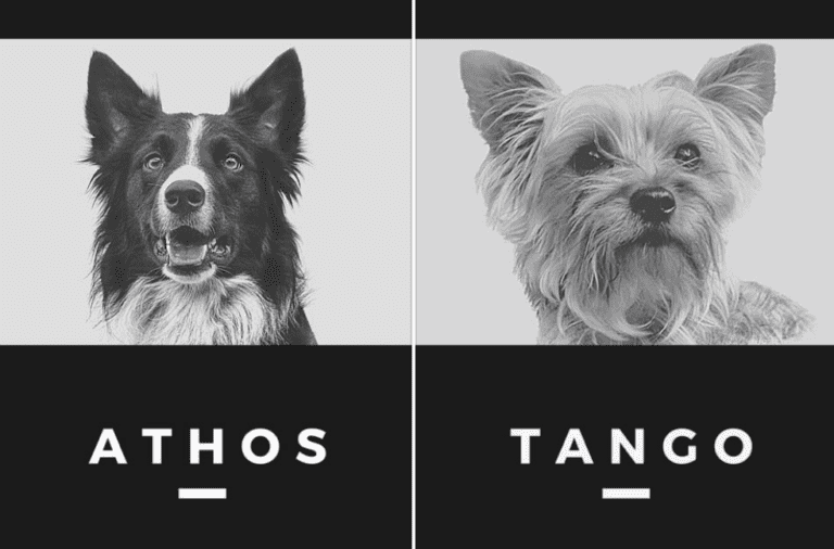 10 años y seis meses de prisión para quien envenenó a Athos y Tango, perritos rescatistas.