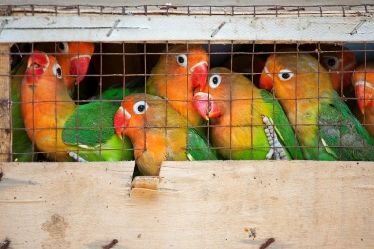 Cuba advierte de un incremento en el tráfico ilegal de especies endémicas y protegidas