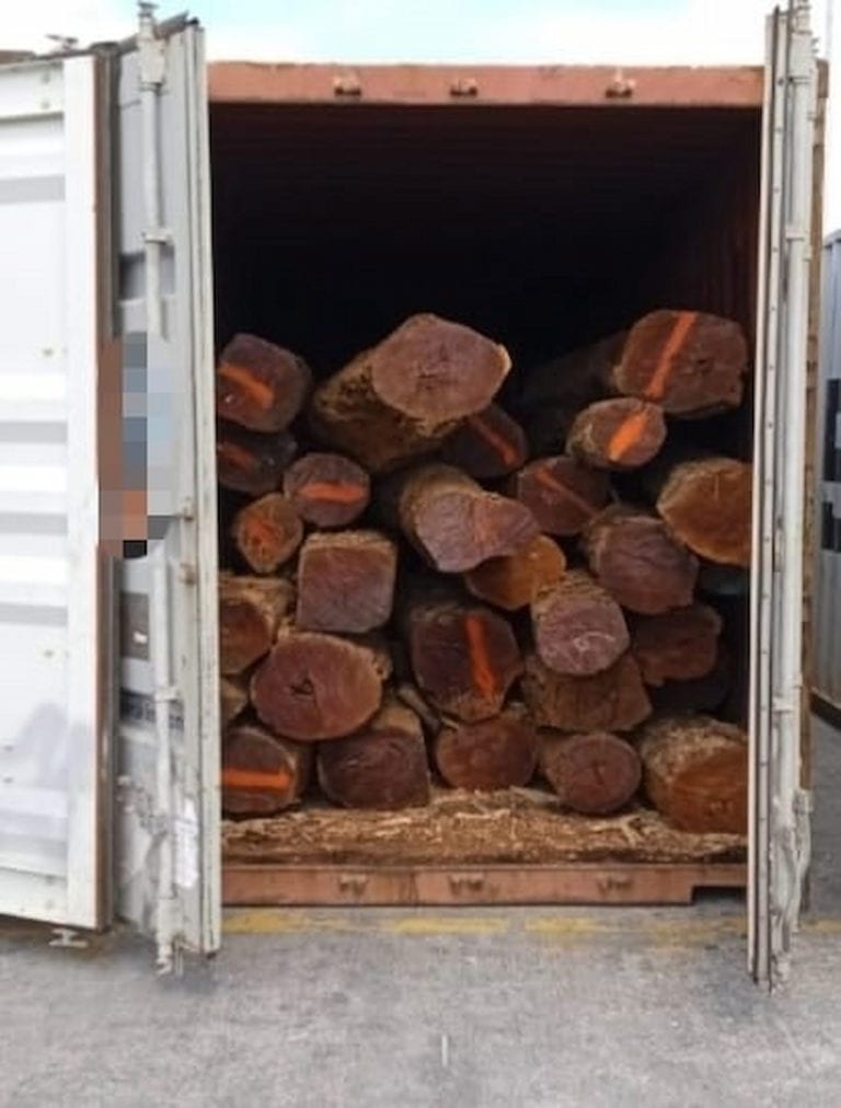 FGR decomisó en Yucatán madera valuada en casi 4 millones de dólares