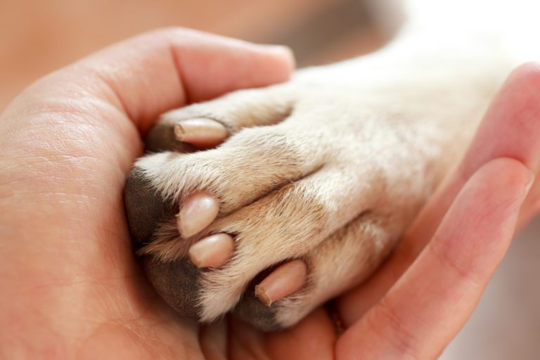 ¿Qué hacer con las mascotas en caso de sismo?