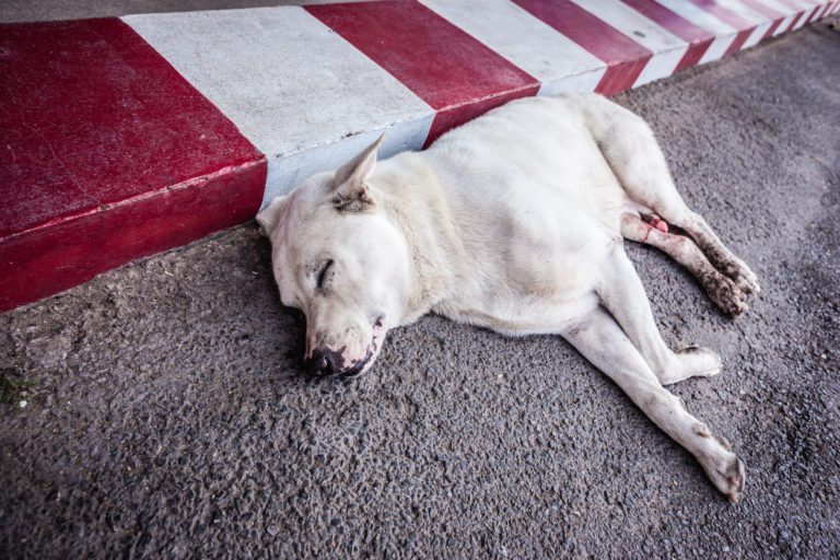 Perros callejeros, problemas de salud pública