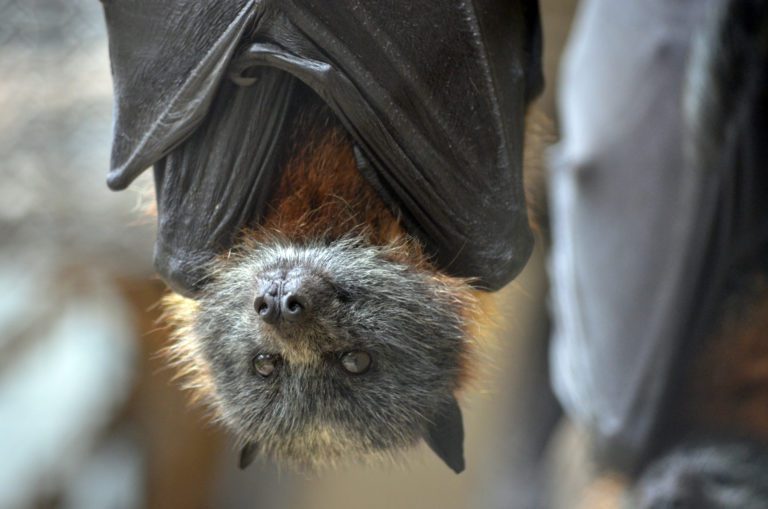 Los murciélagos no son los culpables de la propagación del SARS-CoV-2