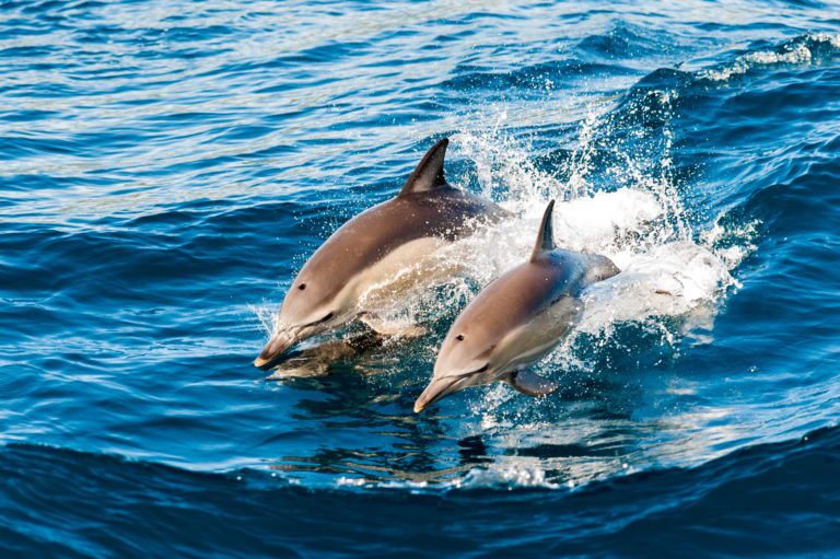 Encuentran 7 delfines muertos en playas de Sinaloa