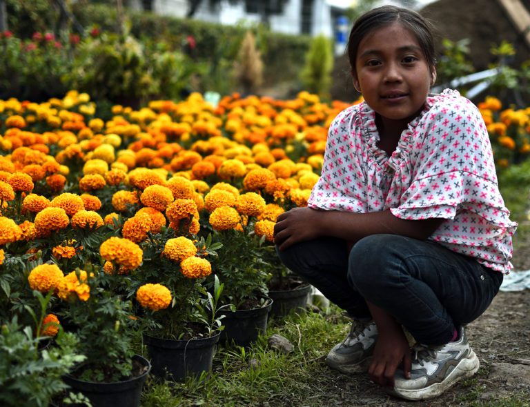 En Hidalgo advierten por la comercialización de una flor de cempasúchil pirata