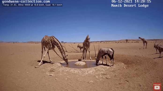 animales-desierto